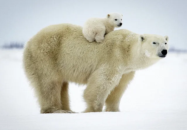 These adorable images of new born polar bears are bound to warm the hearts of even the biggest Ba-humbugs this Christmas. The stunning collection of photographs, taken over the space of ten years, manage to capture the tender bond between both mother and child as they emerge from their den for the very first time. (Photo by David Jenkins/Caters News)