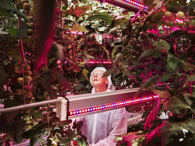 Hunger Solutions: Plant scientist Henk Kalkman checks tomatoes at a facility that tests combinations of light intensity, spectrum and exposures at the Delphy Improvement Centre in Bleiswijk, the Netherlands, October 17, 2016. The planet must produce more food in the next four decades than all farmers in history have harvested over the past 8,000 years. Small and densely populated, the Netherlands lacks conventional sources for large-scale agriculture but, mainly through innovative agricultural practice, has become the globe’s second largest exporter of food as measured by value. It is beaten only by the USA, which has 270 times its landmass. Since 2000, Dutch farmers have dramatically decreased dependency on water for key crops, as well as substantially cutting the use of chemical pesticides and antibiotics. Much of the research behind this takes place at Wageningen University and Research (WUR), widely regarded as the world’s top agricultural research institution. WUR is the nodal point of “Food Valley”, an expansive cluster of agricultural technology start-ups and experimental farms that point to possible solutions to the globe’s hunger crisis. (Photo by Luca Locatelli for National Geographic/World Press Photo)
