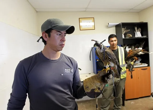 Handler Jhonny Sanchez holds a Peregrin Falcon as handler Xavier Monar holds a Harris Hawk at the Mariscal Sucre Airport in Quito November 14, 2015. (Photo by Guillermo Granja/Reuters)