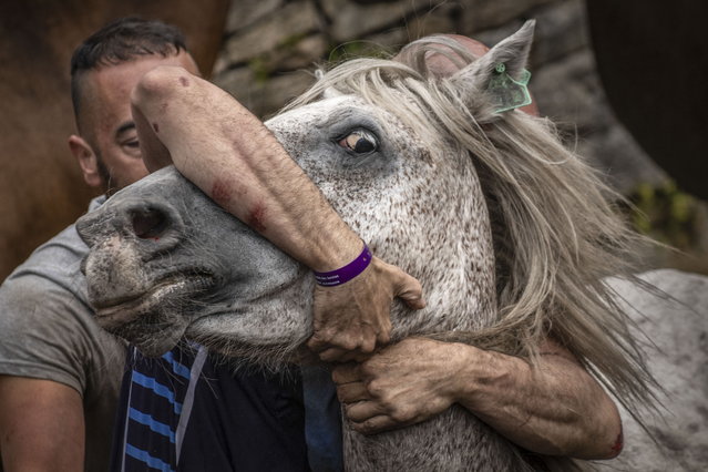 A man tries to handle a horse during the traditional Rapa das Bestas festival in Sabucedo, Pontevedra, Spain, 08 July 2024. Every year, wild horses are rounded up in the hills and brought to a farmyard to be branded and have their hair cut during the festival. Several thousand people attended the event to watch young people overcoming horses without using ropes or sticks. (Photo by Brais Lorenzo/EPA)
