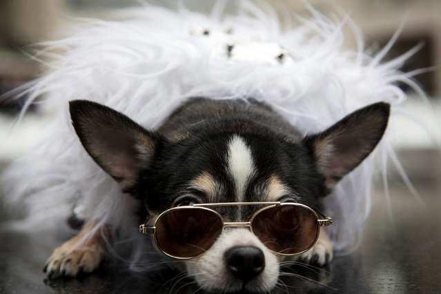 Chihuahua Bogie wears doggy fashion at the Lincoln Center for the Performing Arts during New York Fashion Week on February 14, 2015. (Photo by Andrew Kelly/Reuters)
