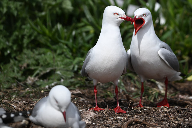 Red-billed gulls are seen in their colony in Taiaroa Head at the northeastern tip of the Otago Peninsula in Dunedin on November 12, 2025. (Photo by Sanka Vidanagama/AFP Photo)