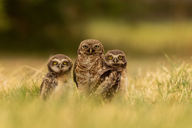 A family of burrowing owls in northwest Argentina in the last decade of November 2025. (Photo by Tomas Thibaud/TwoPointO Media)
