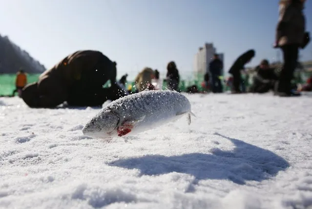 People fish for trout through holes in a frozen river in Hwacheon, about 20 km (12 miles) south of the demilitarized zone separating the two Koreas, January 10, 2015. (Photo by Kim Hong-Ji/Reuters)