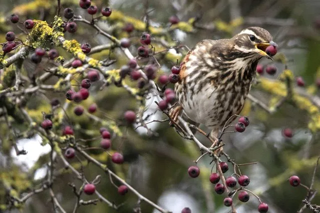A Redwing feeds on berries on January 26, 2021 in London, United Kingdom. Many migratory birds such as Fieldfare and Redwing, that arrive on easterly winds from Scandinavia, are currently enjoying a bumper crop of berries across the UK. (Photo by Dan Kitwood/Getty Images)