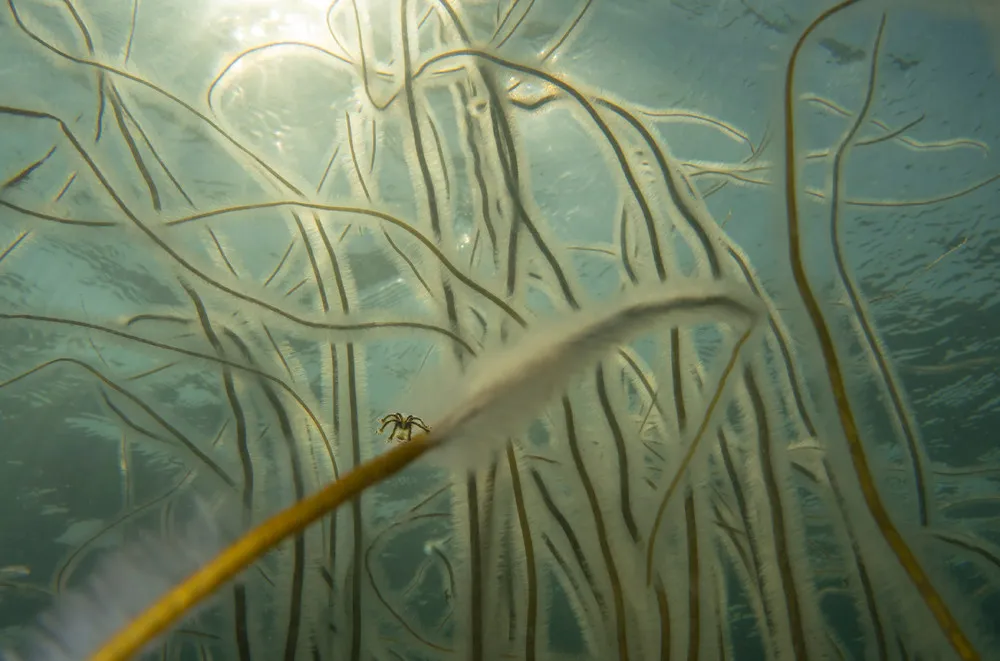UK Underwater Photographer of the Year 2021 Winners