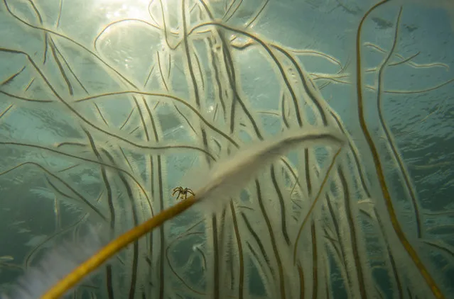 British waters compact category runner-up. Hold Tight by Sandra Stalker (UK), underwater meadow taken in Kimmeridge Bay, Dorset, England. (Photo by Sandra Stalker/Underwater Photographer of the Year 2021)