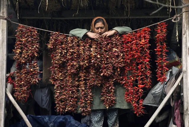 A Kashmiri Muslim hangs chillies to dry in the open iar, on the outskirts of Srinagar, the summer capital of Indian Kashmir, 09 December 2015. In preparation for the onset of winter, Kashmiris often dry vegetables in the sun to be consumed over the colder months. (Photo by Farooq Khan/EPA)