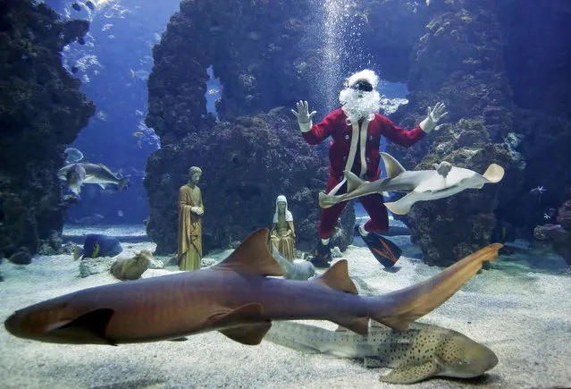 French diver Pierre Frolla, a four-time apnea diving world champion, dressed as a Santa Claus swims with fish in an aquarium of the Oceanic Museum of Monaco December 11, 2015. (Photo by Eric Gaillard/Reuters)
