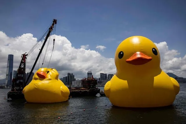 One of two large inflatable yellow ducks named “Double Ducks” by Dutch artist Florentijn Hofman is reinflated (L) at Victoria Harbour in Hong Kong on June 12, 2023, after it was deflated on June 10 to protect it from the summer heat, one day after the official launch of the art installation. (Photo by Isaac Lawrence/AFP Photo)