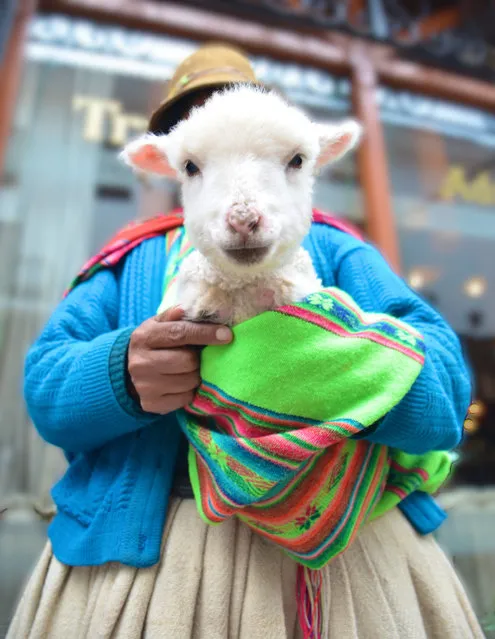 “Lolita the Lamb”. Pictured above is Lolita the Lamb. One of the many lambs whose purity and beauty invoke the traveling visitors into contributing towards the livelihood of their Peruvian owners. Location: Cuzco, Peru. (Photo and caption by Lymaris Roman/National Geographic Traveler Photo Contest)