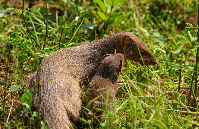 An Indian grey mongoose mother and her offspring dig up the soil and feed on butterfly and moth larvae or caterpillars in grassland. Sometimes, if the babies do not understand this hunting method, the mother teaches them how to dig the soil. The Indian grey mongoose is a mongoose species native to the Indian subcontinent and West Asia, found in open forests, scrublands and cultivated fields, often close to human habitation. It is bold and inquisitive but wary, seldom venturing far from cover. Its prey includes rodents, snakes, birds' eggs and hatchlings, lizards, and a variety of invertebrates. It breeds throughout the year. This photo was taken at Tehatta, West Bengal, India on June 28, 2023. (Photo by Soumyabrata Roy/NurPhoto/Rex Features/Shutterstock)