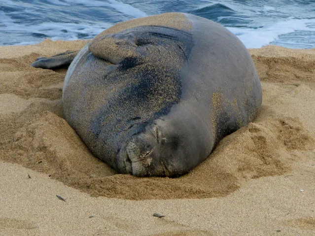 In this February 10, 2009, file photo, a Hawaiian monk seal basks in the late afternoon sun on the beach in Hau'ula, Hawaii, on the north shore of Oahu. An environmental group on Thursday, February 5, 2015, recommended more federal spending to help prevent critically endangered Hawaiian monk seals from becoming extinct. The world's population of Hawaiian monk seals is less than 1,100. (Photo by Jim Collins/AP Photo)