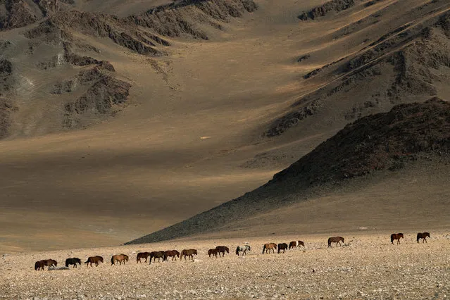 Everybody pitches in during the cattle separation, including the children in Altai Mountains, Mongolia, September 2016. (Photo by Joel Santos/Barcroft Images)