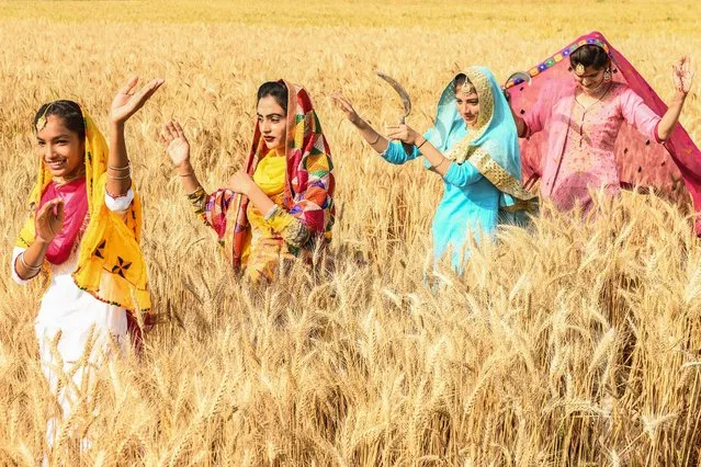Sikh youths perform the traditional Punjab folk dance “Bhangra” at a wheat field on the outskirts of Amritsar on April 11, 2021, ahead of the harvest festival of Baisakhi. (Photo by Narinder Nanu/AFP Photo)