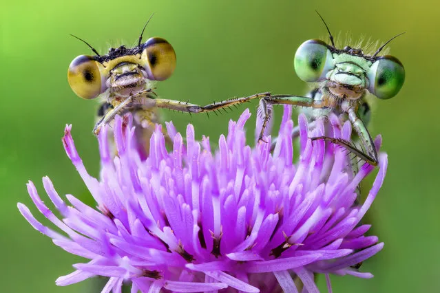 Two damselflies on a purple wild flower appear to holding hands on the Po River, Italy on August 15, 2016. (Photo by Alberto Ghizzi Panizza/Barcroft Media)