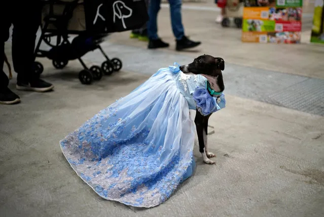 A greyhound is seen wearing a dress at the “Interpets” international pet fair in Tokyo, Japan, 01 April 2021. As the coronavirus pandemic is limiting access from abroad, some 300 exhibitors based in Japan will present their products to business visitors and pet lovers until 04 April at the event, which is the largest international trade fair in the Japanese pet market. With the COVID-19 pandemic, pets are giving comfort to people who are spending more time home due to lockdowns and telework, boosting the pet products market. (Photo by Franck Robichon/EPA/EFE)