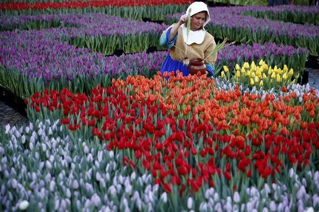 A woman dressed up as "The Milkmaid" by Johannes Vermeer picks tulips that were placed in front of the Royal Palace at the Dam Square to celebrate the beginning of the tulip season in Amsterdam, the Netherlands January 16, 2016. (Photo by Michael Kooren/Reuters)