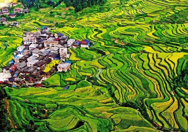 Aerial photo shows terraced fields in Gandong township, Liuzhou City, South China's Guangxi Zhuang Autonomous region, September 6, 2023. The average elevation of Gandong township is more than 780 meters, and the terraces here are mostly in the high mountains, and people call them “sky granaries”. (Photo by Costfoto/NurPhoto via Getty Images)