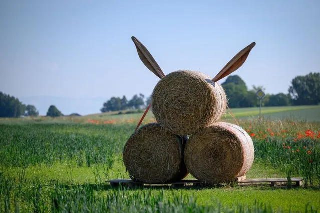 A picture taken on June 11, 2021 at the entrance of the village of Cottens shows a bunny character seen from behind, made from straws balls and used by a farmer as electoral against an initiative trying to ban the use of pesticides for the Swiss agriculture due to be voted on June 13, 2021. Switzerland votes on Sunday June 13 a series of hot topics: anti-terror measures, Covid-19 laws and proposals to protect the environment through banning synthetic pesticides. Swiss voters must decide whether they approve a Covid-19 law that extends the government's powers to fight the pandemic and mitigate its consequences on society and the economy. But the two anti-pesticide proposals have triggered the most noise and fury, in an electoral campaign marked by fiery debates between farmers. (Photo by Fabrice Coffrini/AFP Photo)