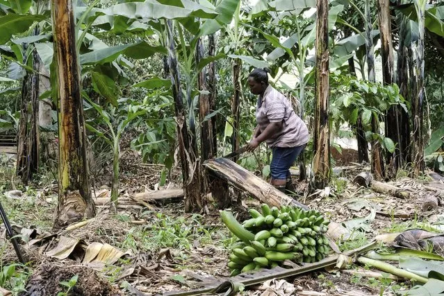 A farmer cuts down a banana plant, at her farm, in Kiwenda village, Busukuma, Wakiso District, Uganda, Wednesday, September 20, 2023. The decapitated banana plant is almost useless, an inconvenience to the farmer who must then uproot it and lay its dismembered parts as mulch. A Ugandan company is buying banana stems in a business that turns fiber into attractive handicrafts. The idea is innovative as well as sustainable in this East African country that’s literally a banana republic. (Photo by Hajarah Nalwadda/AP Photo)