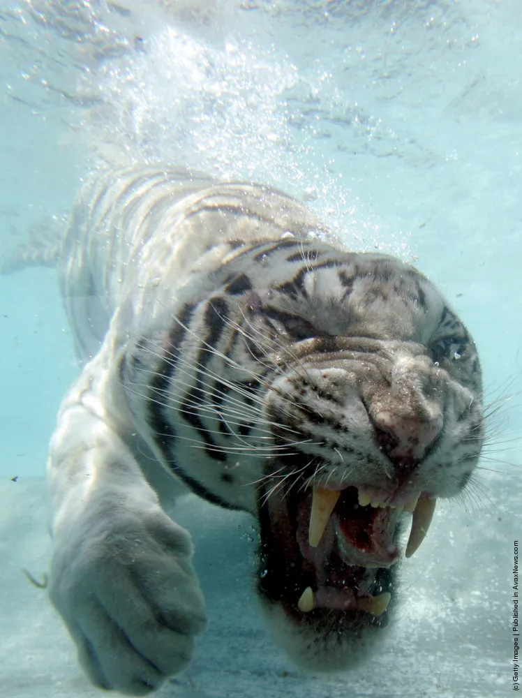 Rare White Tiger Swims For His Supper