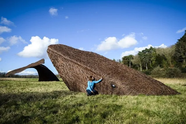 Avon Wildlife Trust Community Manager Julie Doherty makes final checks to an art installation of life size whales made from willow at Bennett's Patch & White Paddock Nature Reserve near Bristol, before it opens to the public, Thursday February 11, 2016. (Photo by Ben Birchall/PA Wire via AP Photo)