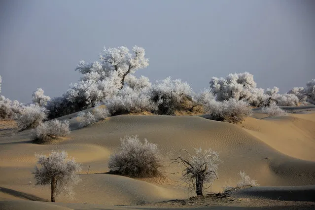 Frost-covered poplar trees in the Taklamakan desert, Xinjiang, China on January 5, 2019. (Photo by Du Zongjun/Costfoto/Barcroft Images)