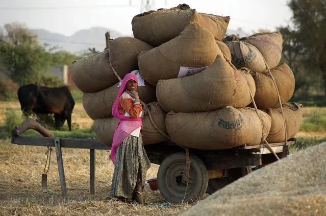 In this Wednesday, April 8, 2015 photo, an Indian farmer woman stands near her loaded cart in a field on the outskirts of Ajmer, India. Keeping in mind the destruction of crops by unseasonal rainfall the past few weeks, Indian Prime Minister Narendra Modi on Wednesday announced a 50 percent raise in the compensation paid to farmers for crop damage. (Photo by Deepak Sharma/AP Photo)