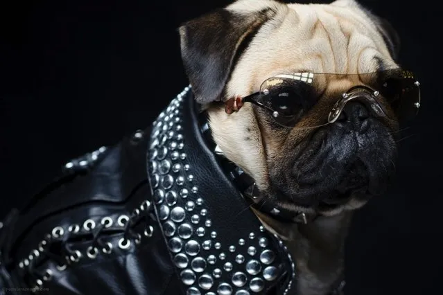 Bono the pug wears a studded leather jacket and K9 Optix sunglasses in Sonoma County, California. (Photo by Phillip Lauer/Barcroft Media)