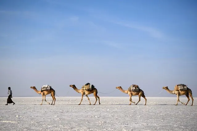 A camel caravan carrying salt mined by hand is led across a salt plain in the Danakil Depression on January 22, 2017 near Dallol, Ethiopia. (Photo by Carl Court/Getty Images)