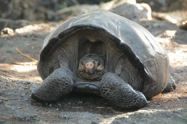 This photo release by the Galapagos National Park, shows a Chelonoidis phantasticus tortoise at the Galapagos National Park in Santa Cruz Island, Galapagos Islands, Ecuador, Wednesday, February 20, 2019. Park rangers and the Galapagos Conservancy found the tortoise, a species that was thought to have become extinct one hundred years ago. (Photo by Galapagos National Park via AP Photo)