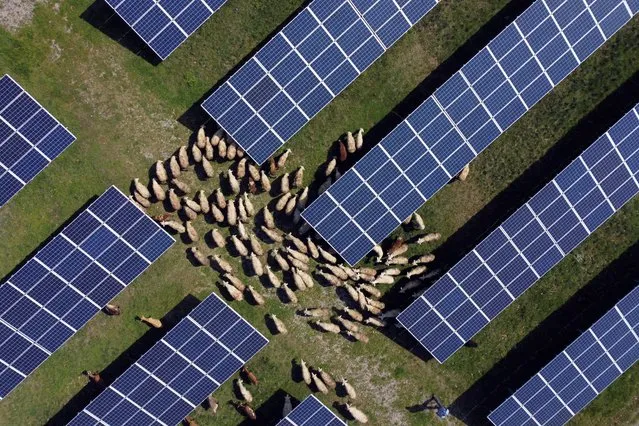 Sheep graze between the solar panels of a solar park in Rogane, Kosovo on May 1, 2023. (Photo by Fatos Bytyci/Reuters)