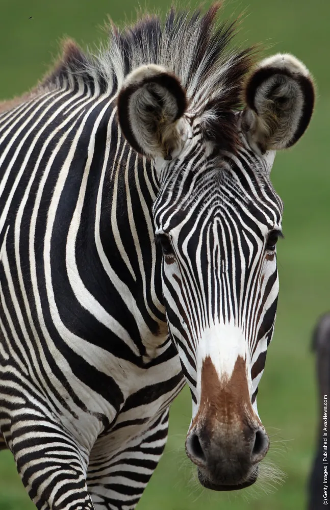 The New Arrivals At Port Lympne Wild Animal Park