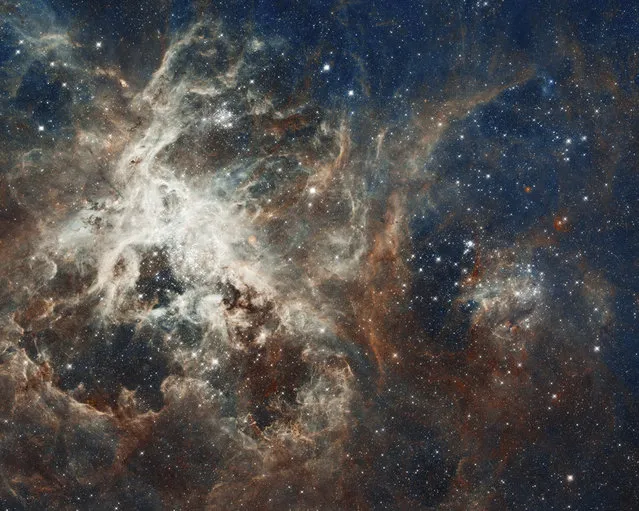 One of the largest mosaics ever assembled from Hubble photos shows several million young stars vying for attention amid a raucous stellar breeding ground in 30 Doradus, a star-forming complex located in the heart of the Tarantula nebula. (Photo by Reuters/NASA/ESA)