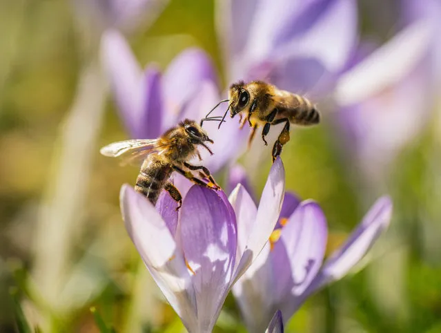 Two bees rest on a crocus on February 18, 2019 in Frankfurt am Main, western Germany. (Photo by Frank Rumpenhorst/dpa/AFP Photo)