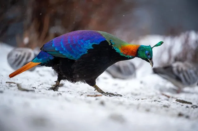 A Himalayan monal is pictured in Shannan City of southwest China's Xizang Autonomous Region, on January 17, 2024. (Photo by Xinhua News Agency/Rex Features/Shutterstock)