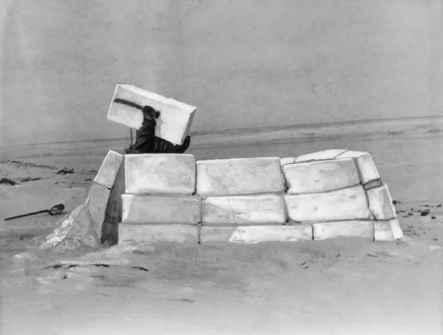 Picture shows an Eskimo building an igloo. Undated photograph. (Photo by Bettmann Collection)