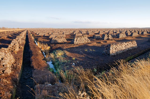 Drying peat turves, mechanically extracted on an industrial scale, on Goldenstedt moor, near Vechta (Lower Saxony, Germany). Peat has been extracted here on an industrial scale for more than a century, but the practice is now declining as few peat moors are left and cutting is now only allowed on former farmland. Peat bogs cover just 3% of the Earth’s surface, but hold about 25% of all the carbon stored in soils, twice as much as all the forests in the world combined, so how they are conserved or exploited is an increasingly hot topic. (Photo by Nick Upton/naturepl.com/LDY Agency)