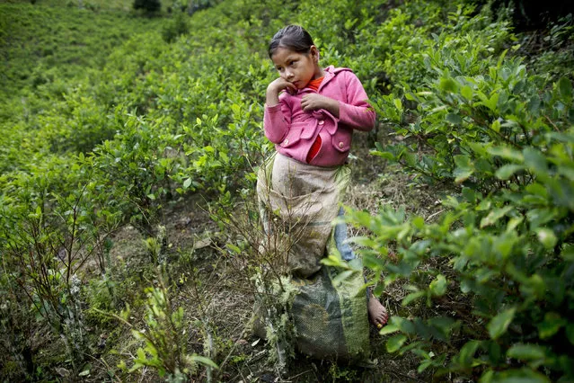 In this March 16, 2015 photo, Janet Curo, 9, takes a break from harvesting coca leaves with her mother, in La Mar, province of Peru's Ayacucho state. Janet skipped school to help her mother in the coca fields. They are in the remote Apurimac, Ene and Mantaro river valley, where 60 percent of Peru's cocaine originates. (Photo by Rodrigo Abd/AP Photo)
