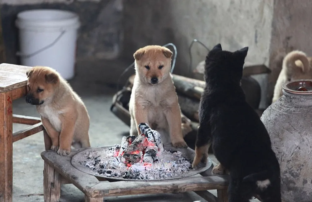 Puppies around Fire Pit for Warmth