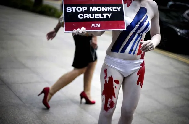 A member of People for the Ethical Treatment of Animals (PETA) Asia, covered in body paint to resemble a “bloody” Air France logo and holding a sign that reads, “Air France: Stop Cruelty to Monkeys”, stands in streets of the financial district on Thursday, March 27, 2014 in Singapore. She was doing this as a plea for the lives of animals outside Air France's office in Singapore, to protest the company's policy of shipping primates to laboratories where they were killed for animal testing. (Photo by Wong Maye-E/AP Photo)