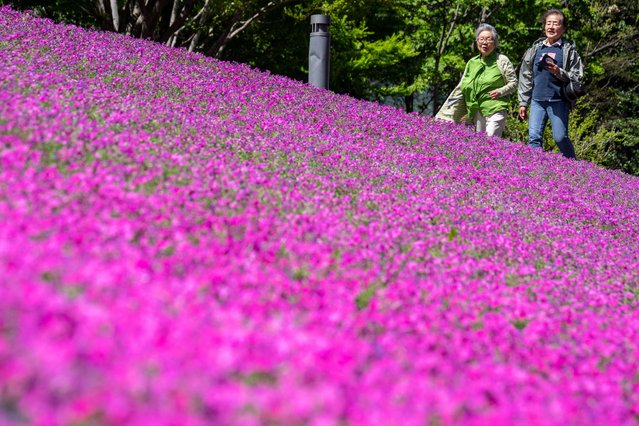 People visit a moss phlox garden in Tokyo on April 19, 2024. (Photo by Yuichi Yamazaki/AFP Photo)