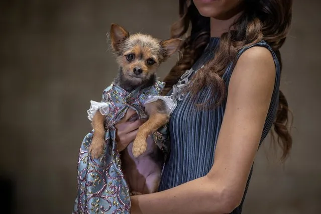 People and dogs take part in Anthony Rubio Designs Womens Wear Canine Couture show as part of New York Fashion Week in Manhattan, New York on February 12, 2021. (Photo by Adam Gray/Action Press/South West News Service)