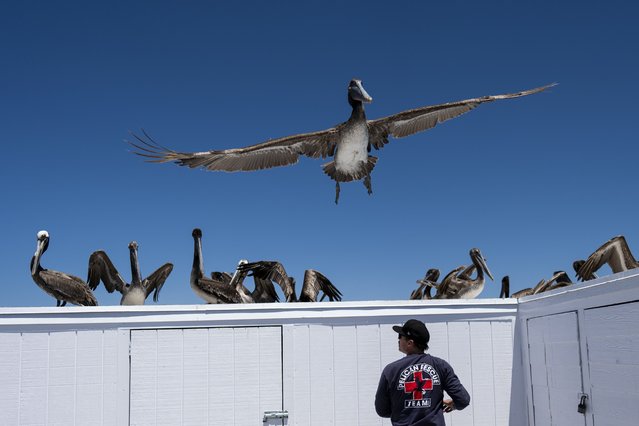 A pelican flies over a rescue team member as a group of sick pelicans rests on a storage shed on the Newport Beach pier in Newport Beach, Calif., Tuesday, May 7, 2024. (Photo by Jae C. Hong/AP Photo)