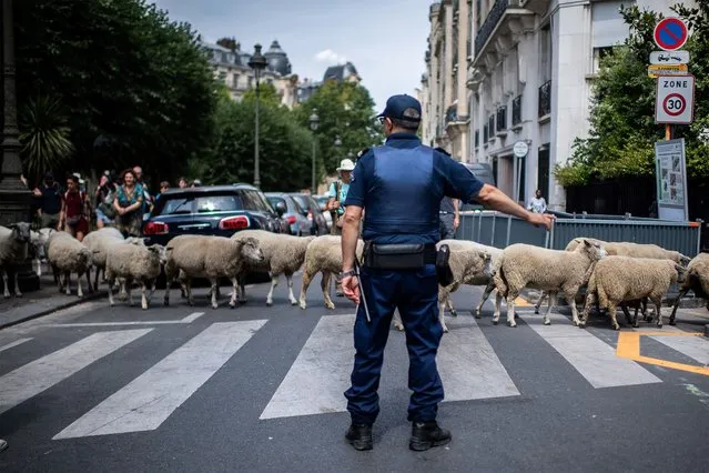 A policeman stands at a pedestrian passage as sheep cross the street during an urban transhumance in Paris on July, 17 2019. The shepherds of Seine-Saint-Denis and their herd begin on July 6, 2019 eleven days of transhumance, from the basilica of Saint-Denis to the center of Paris. (Photo by Martin Bureau/AFP Photo)