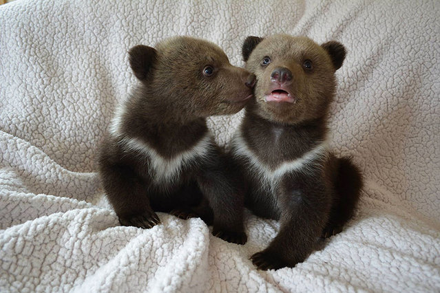 Couple Adopts Twin Bear Cubs Rejected By Their Mother