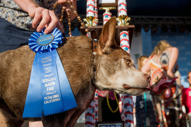 Quasi Modo wins top honors in the World's Ugliest Dog Contest at the Sonoma-Marin Fair on Friday, June 26, 2015, in Petaluma, Calif. Quasi Modo's owners, who travelled from Florida to compete, will receive $1500. (Photo by Noah Berger/AP Photo)