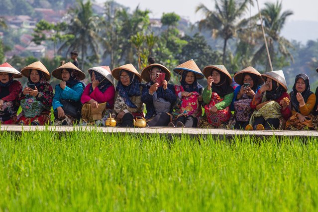 Women wearing traditional cloth sit on rice fields during the Rice Field Festival in Baginda Village on May 5, 2024. The Rice Field Festival, organized by the Baginda Village Youth Organization, was held to maintain the local culture and art of Sundanese culture. (Photo by Algi Febri Sugita/Rex Features/Shutterstock)