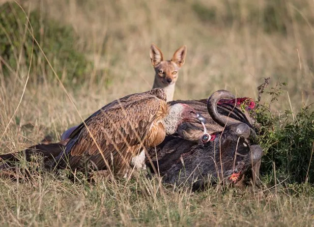 A vulture and fox feasting on wildebeest, Masai Mara, Kenya. The gold winner in behaviour – birds category. (Photo by Ashok Behera/World Nature Photography Awards)